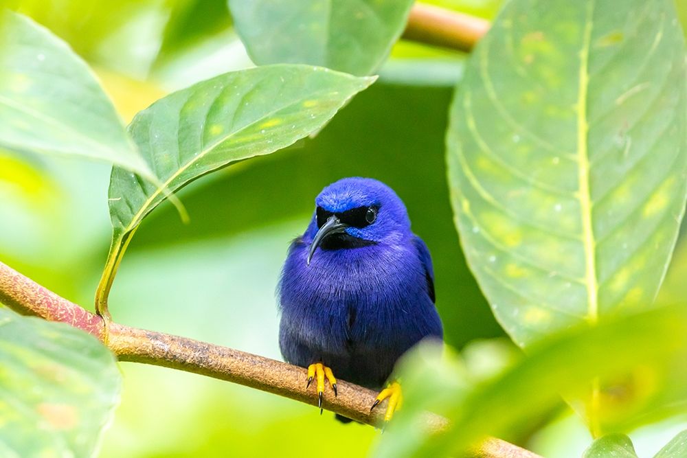 Caribbean-Trinidad-Asa Wright Nature Center Male purple honeycreeper on limb